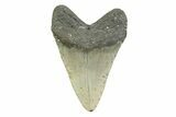 Fossil Megalodon Tooth - North Carolina #356699-2